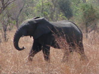 03 Elephant De Profil